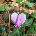 Cyclamen hederifoliumFlower