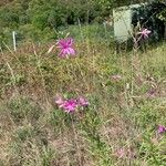 Epilobium dodonaeiBlomst