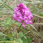 Anacamptis pyramidalis ശീലം