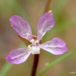 Clarkia modesta Λουλούδι