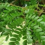 Caesalpinia echinata Hoja