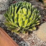 Agave victoriae-reginae Листок