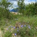 Linum narbonense Costuma