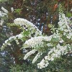 Prunus padus Blüte