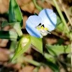 Commelina erectaBloem