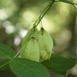 Staphylea pinnata 果