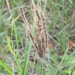 Chloris barbata Fruit