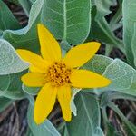 Wyethia sagittata Kvet