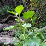 Rumex lunaria Folha