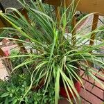 Cymbopogon citratusLeht