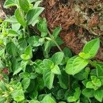 Barleria ventricosa Leaf