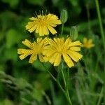 Lapsana communis Flower