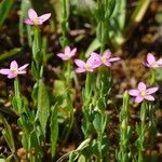 Centaurium pulchellum 花