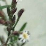 Symphyotrichum subulatum Цветок
