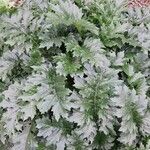 Acanthus hungaricus Folha