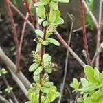 Salix integra Flower