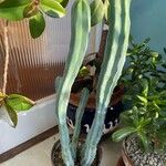 Myrtillocactus geometrizans 叶