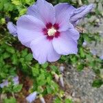 Hibiscus syriacusÇiçek