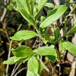 Salix laggeri Feuille