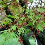 Acer japonicum Ліст