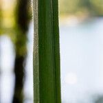 Carex pilosa Frunză