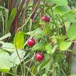 Passiflora foetida 果