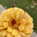 Zinnia peruviana Flor
