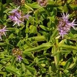 Monardella odoratissima Blüte