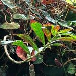 Columnea medicinalis 形態