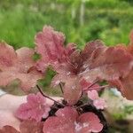 Heuchera sanguineaЛіст