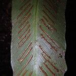 Asplenium subintegrum Лист