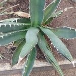 Agave stricta ഇല