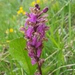 Orchis spitzelii 花