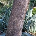 Erythrina rubrinervia Bark