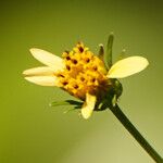 Bidens bipinnata 花