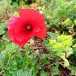 Papaver argemone Flower