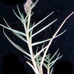 Aeluropus littoralis Plante entière