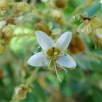 Cossinia pinnata Flower