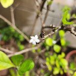 Randia aculeata Flower