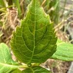 Hydrangea macrophylla Blatt