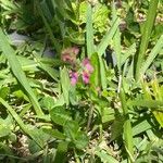 Desmodium incanum Flower