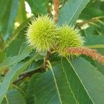 Castanea sativaFruit