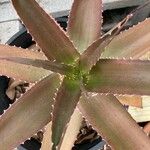 Aloe vaombe Deilen