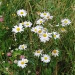 Leucanthemum vulgare Blüte