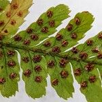 Dryopteris erythrosora Fruit