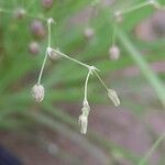 Spergularia diandra Flor