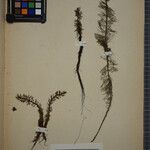 Myriophyllum verticillatum Прочее