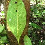 Psychotria gilletii পাতা