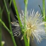 Symphyotrichum subulatum Hedelmä