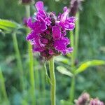 Betonica officinalisFlower